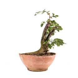 Fagus sylvatica - B4946