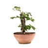 Fagus sylvatica - B4946