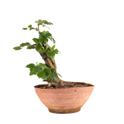 Fagus sylvatica - B4946