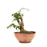 Fagus sylvatica - B4946