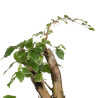Fagus sylvatica - B4946