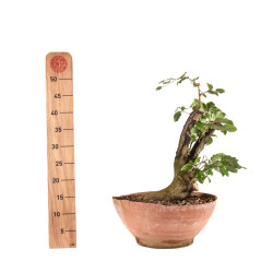 Fagus sylvatica - B4946