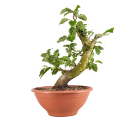 Fagus sylvatica - B4947