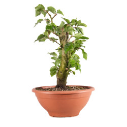 Fagus sylvatica - B4947