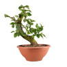 Fagus sylvatica - B4947