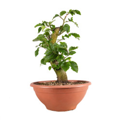 Fagus sylvatica - B4947