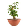 Fagus sylvatica - B4947