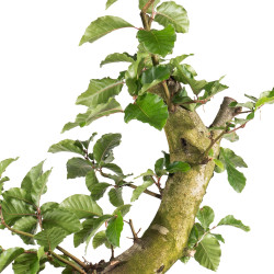 Fagus sylvatica - B4947
