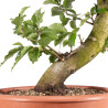 Fagus sylvatica - B4947