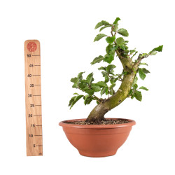 Fagus sylvatica - B4947