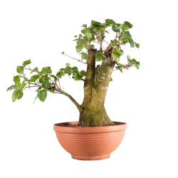 Fagus sylvatica - B4948