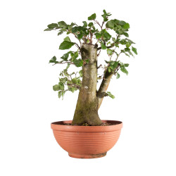Fagus sylvatica - B4948