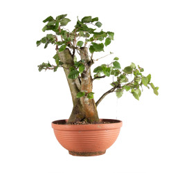 Fagus sylvatica - B4948