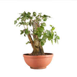 Fagus sylvatica - B4948