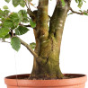Fagus sylvatica - B4948