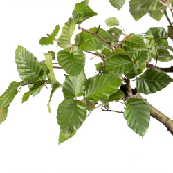 Fagus sylvatica - B4948