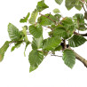 Fagus sylvatica - B4948