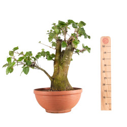 Fagus sylvatica - B4948