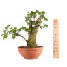Fagus sylvatica - B4948