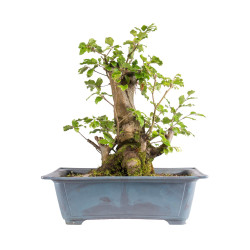 Fagus sylvatica - B4949