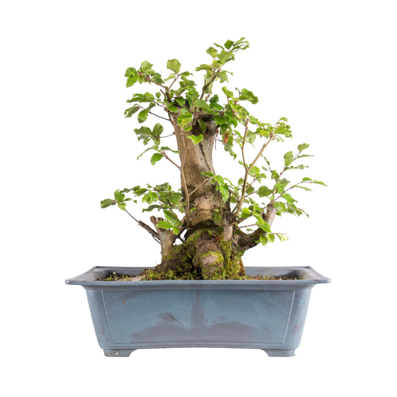Fagus sylvatica - B4949