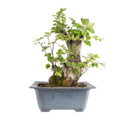 Fagus sylvatica - B4949