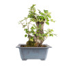 Fagus sylvatica - B4949