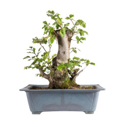 Fagus sylvatica - B4949