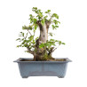 Fagus sylvatica - B4949