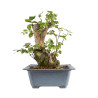 Fagus sylvatica - B4949