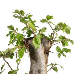 Fagus sylvatica - B4949