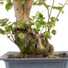 Fagus sylvatica - B4949