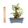Fagus sylvatica - B4949