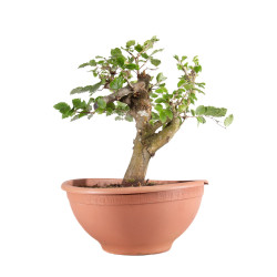 Fagus sylvatica - B4950