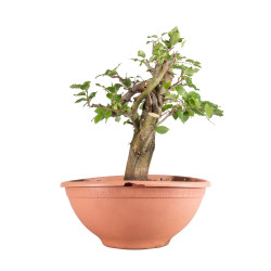 Fagus sylvatica - B4950