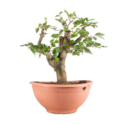 Fagus sylvatica - B4950