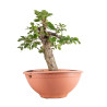 Fagus sylvatica - B4950