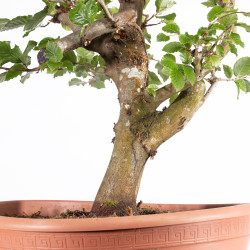 Fagus sylvatica - B4950