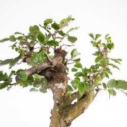 Fagus sylvatica - B4950