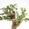 Fagus sylvatica - B4950