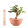 Fagus sylvatica - B4950