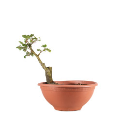 Fagus sylvatica - B4951
