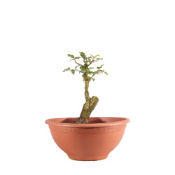 Fagus sylvatica - B4951