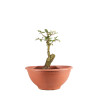 Fagus sylvatica - B4951