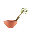 Fagus sylvatica - B4951