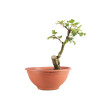 Fagus sylvatica - B4951