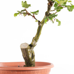 Fagus sylvatica - B4951