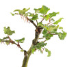 Fagus sylvatica - B4951