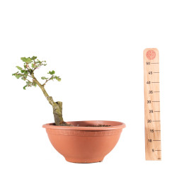 Fagus sylvatica - B4951