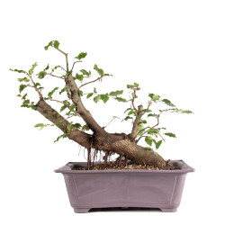 Fagus sylvatica - B4952